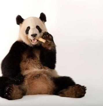 Большая панда больше не является вымирающим видом Большая панда больше не является вымирающим видом.