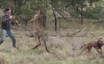 Драка человека и кенгуру: австралиец против сумчатого. Видео. Человек и кенгуру подрались. Несмотря на огромную силу животного победил человек.