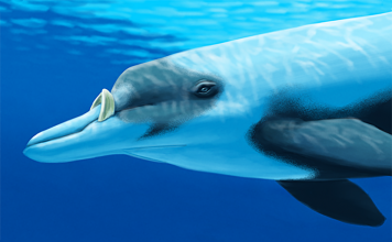 Ремнезуб Лейарда Ремнезуб Лейарда (Mesoplodon layardii) или ремнезубый клюворылый кит