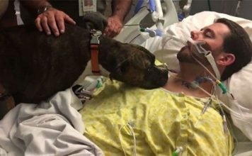 Собаку пустили попрощаться с умирающим хозяином. Фото. Собаку пустили попрощаться с умирающим хозяином.