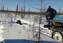 В Якутии найдены вахтовики, которые задавили грузовиками медведя. Фото. Видео. Рабочие-вахтовики из Якутии садистски задавили медведя грузовиками.
