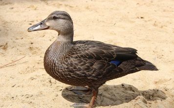 Американская черная утка Американская черная утка (Аnas rubripes)