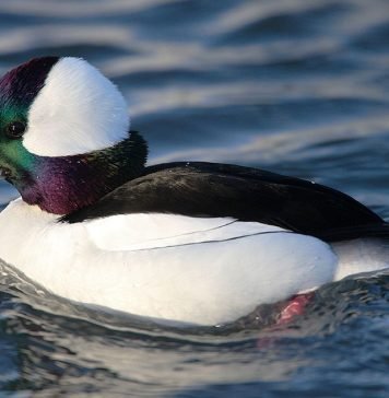 Гоголь – головастик Гоголь – головастик, или головастик, или малый гоголь (Bucephala albeola)