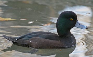 Новозеландская чернеть Новозеландская чернеть (Aythya novaeseelandiae)