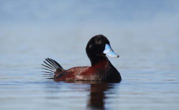 Австралийская савка Австралийская савка (Oхyura australis)