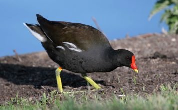 Камышница острова Гоф Камышница (Gallinula comeri)