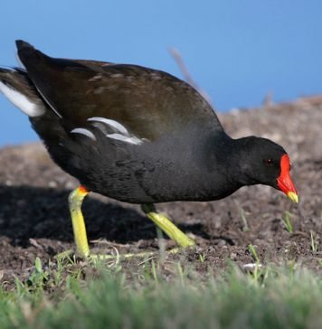 Камышница острова Гоф Камышница (Gallinula comeri)