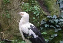 Пальмовый гриф: описание, фото Пальмовый гриф Gypohierax angolensis