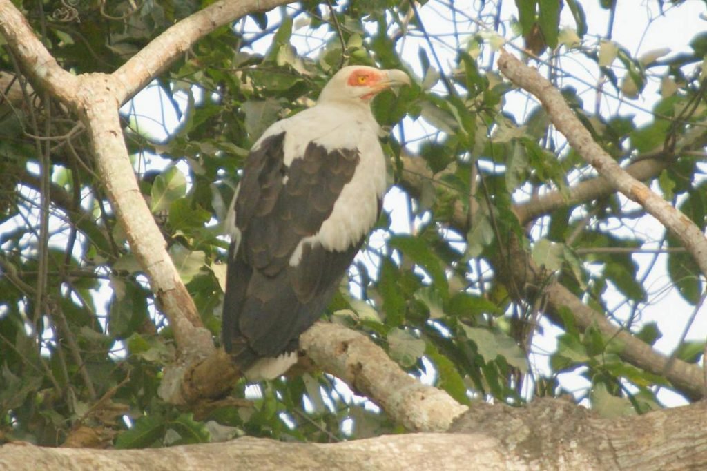 Пальмовый гриф Gypohierax angolensis