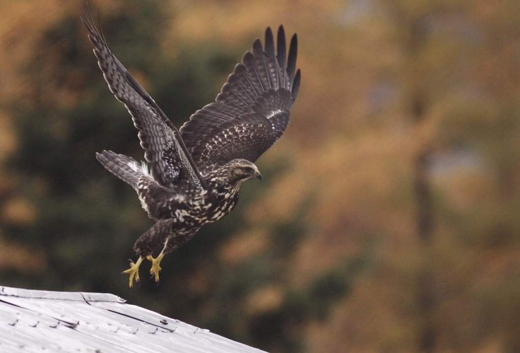 Свенсонов канюк Buteo swainsoni