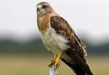 Свенсонов канюк: фото птицы, информация о канюке Свенсонов канюк Buteo swainsoni
