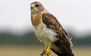 Свенсонов канюк: фото птицы, информация о канюке Свенсонов канюк Buteo swainsoni