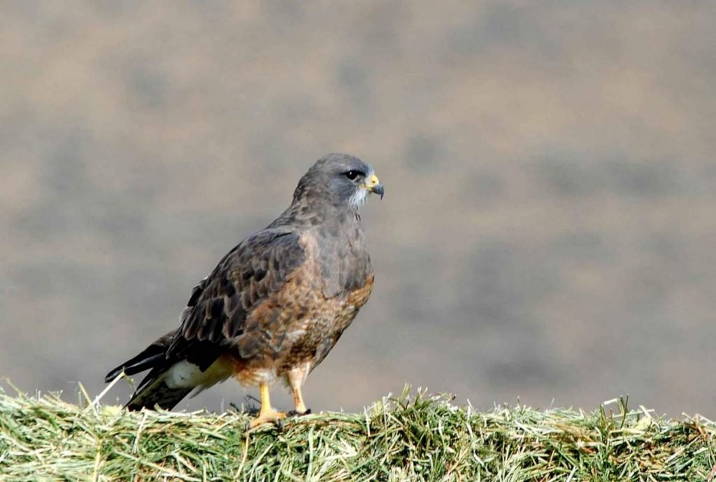 Свенсонов канюк Buteo swainsoni