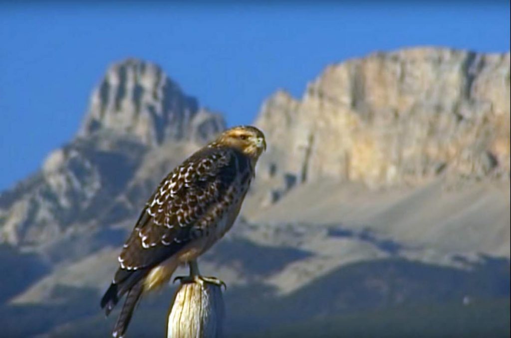 Свенсонов канюк Buteo swainsoni