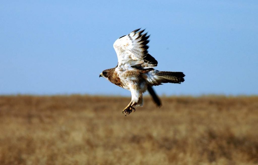 Свенсонов канюк Buteo swainsoni