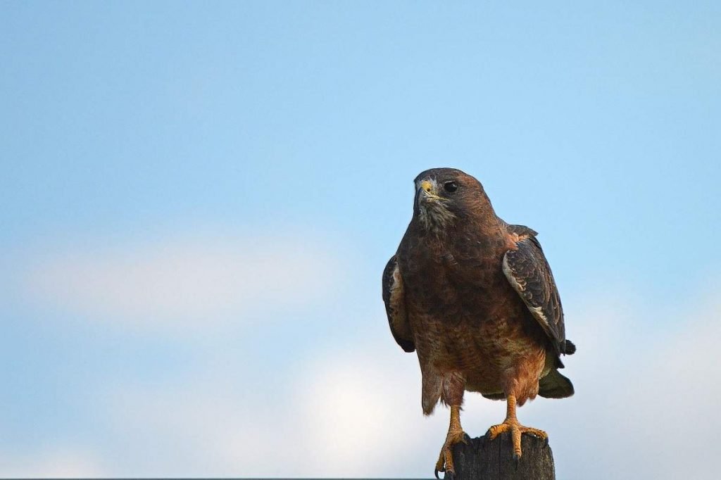 Свенсонов канюк Buteo swainsoni