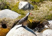 Ручьевая утка Ручьевая утка (Merganetta armata)