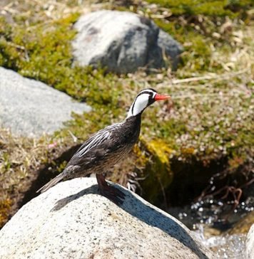 Ручьевая утка Ручьевая утка (Merganetta armata)