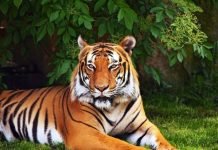 Из итальянского передвижного цирка сбежал бенгальский тигр В Италии из цирка сбежал бенгальский тигр.