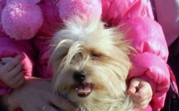 В аэропорту Екатеринбурга хозяйка бросила замерзать собаку Та самая болонка по кличке Тори, которую хозяйка бросила замерзать в снегу рядом с аэропортом.