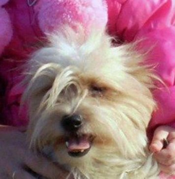 В аэропорту Екатеринбурга хозяйка бросила замерзать собаку Та самая болонка по кличке Тори, которую хозяйка бросила замерзать в снегу рядом с аэропортом.