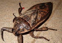 Белостома Белостома - гигантский водяной клоп