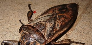 Белостома Белостома - гигантский водяной клоп