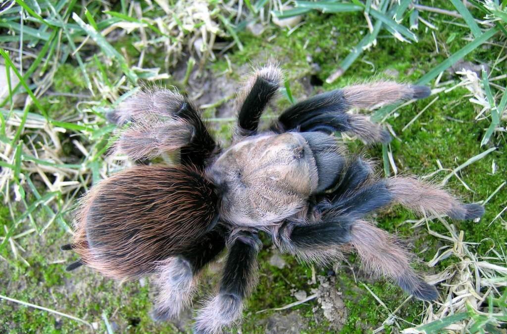 Афонопельма халькодес  Aphonopelma chalcodes