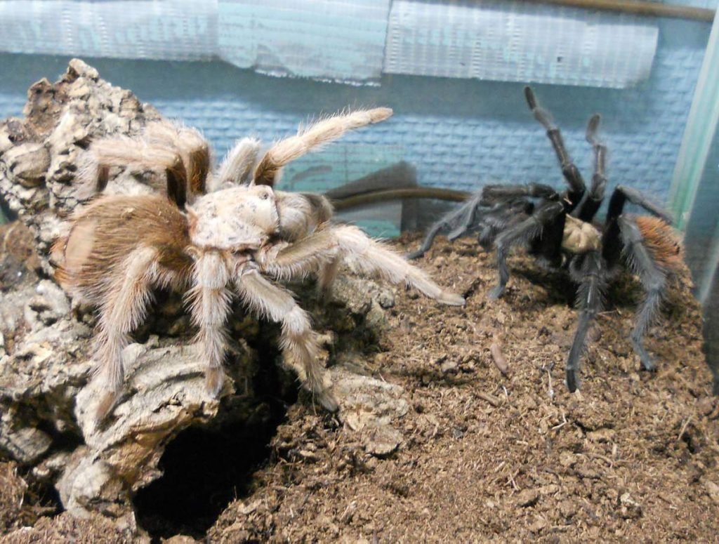 Афонопельма халькодес  Aphonopelma chalcodes