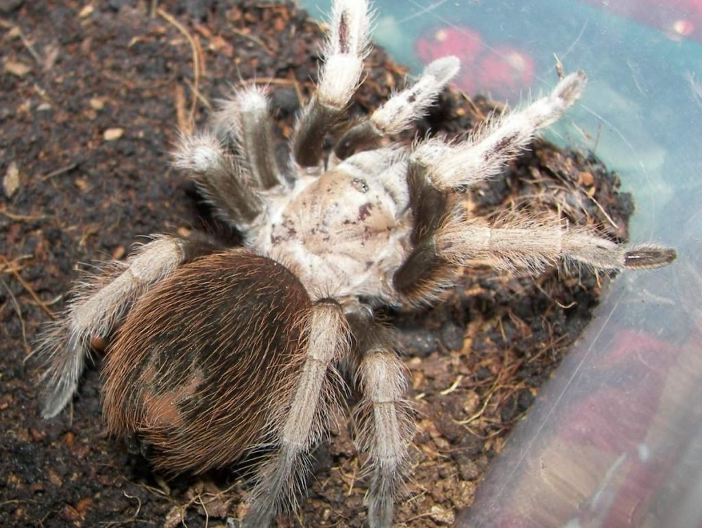 Афонопельма халькодес  Aphonopelma chalcodes