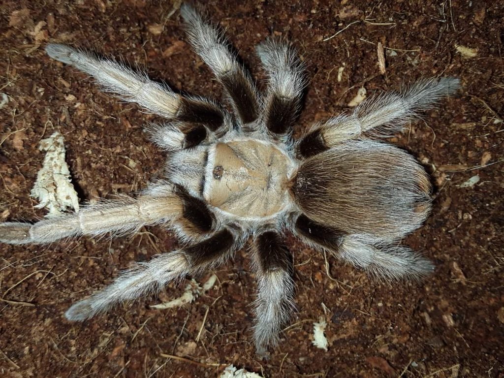 Афонопельма халькодес  Aphonopelma chalcodes