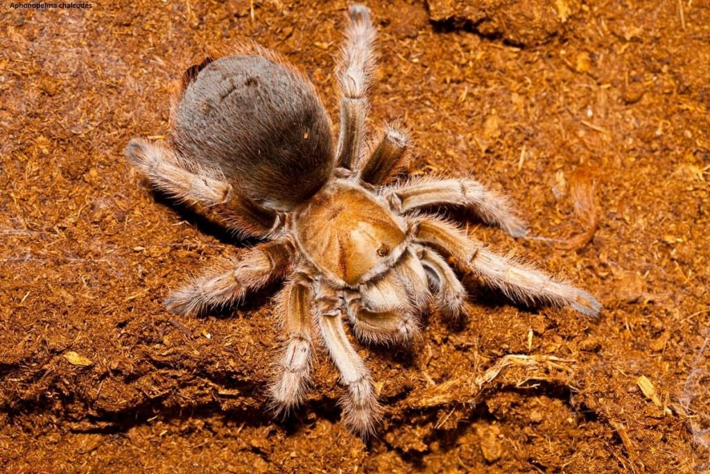 Афонопельма халькодес  Aphonopelma chalcodes