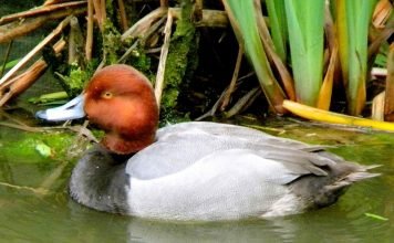 Парусиновый нырок: вся информация о птице, фото Парусиновый нырок (Aythya americana)