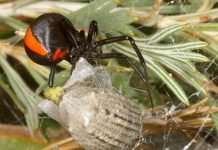 Австралийский красноспинный паук или австралийская вдова: фото Австралийский красноспинный паук (Latrodectus hasselti)