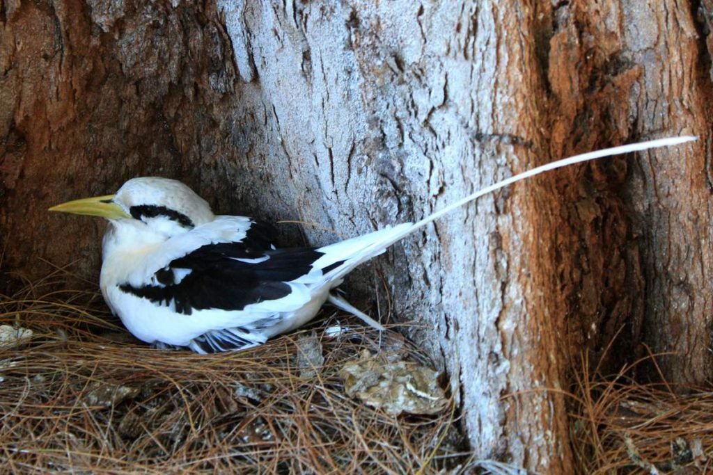 Белохвостый фаэтон Phaethon lepturus