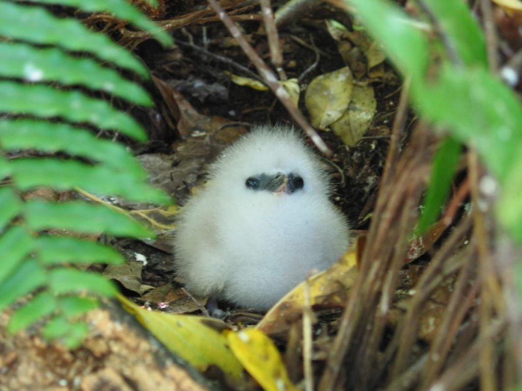 Белохвостый фаэтон Phaethon lepturus