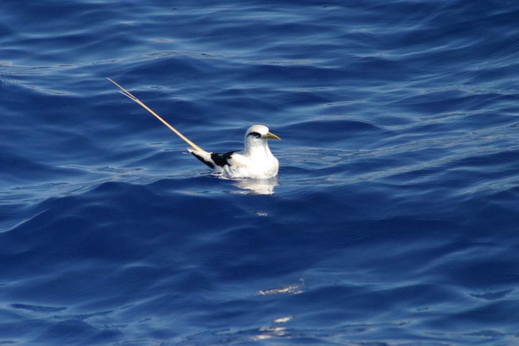 Белохвостый фаэтон Phaethon lepturus