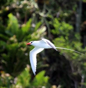 Белохвостый фаэтон: фото, описание, информация о птице Белохвостый фаэтон Phaethon lepturus