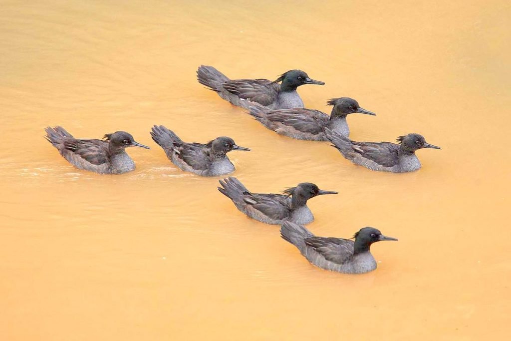 Бразильский крохаль - Brazilian Merganser  - Mergus octosetaceus