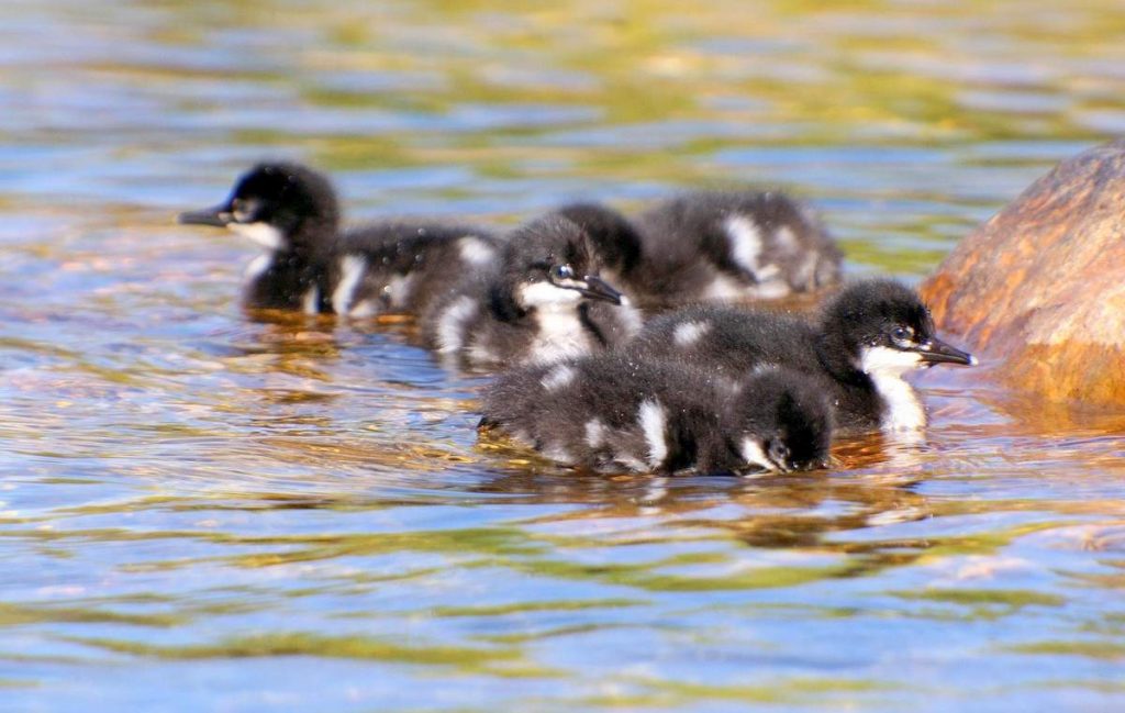 Бразильский крохаль - Brazilian Merganser  - Mergus octosetaceus