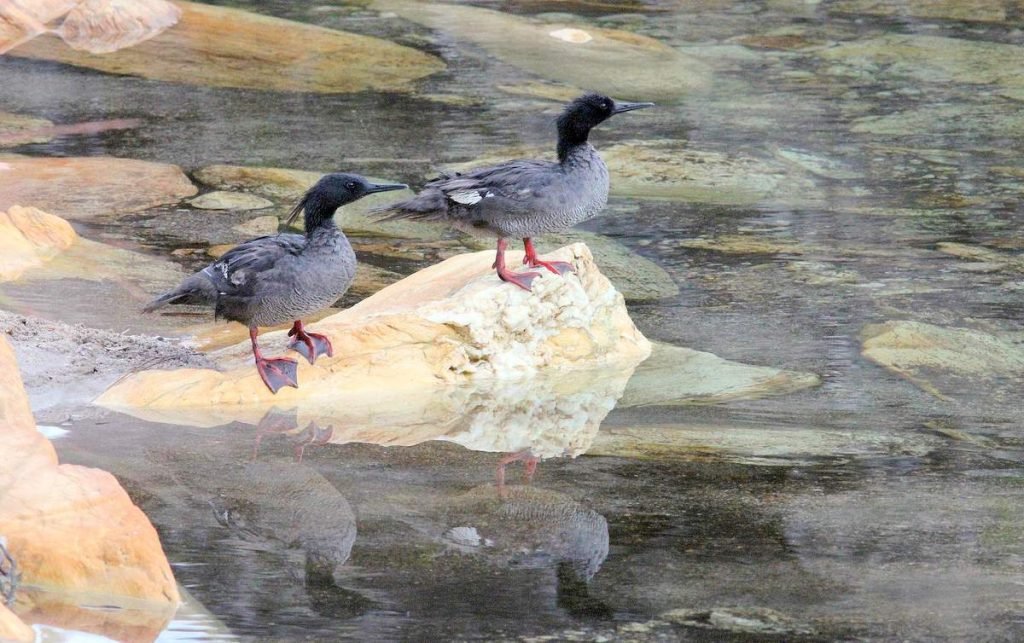 Бразильский крохаль - Brazilian Merganser  - Mergus octosetaceus