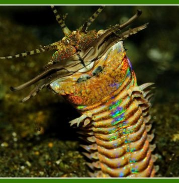 Австралийский пурпурный червь: фото морского хищника Австралийский пурпурный червь (Eunice aphroditois)