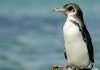 Галапагосский пингвин: фото, подробное описание птицы Галапагосский пингвин (Spheniscus mendiculus)