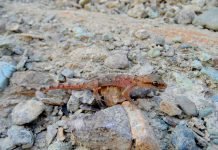 Гладкий геккончик: где обитает рептилия, фото Гладкий геккончик (Alsophylax laevis)