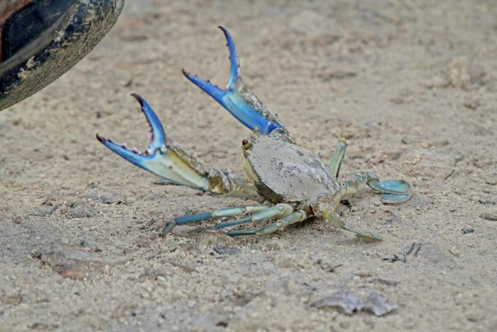 Голубой краб (Callinectes sapidus)