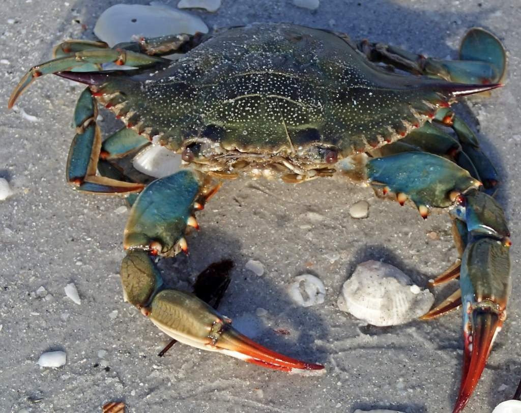 Голубой краб (Callinectes sapidus)