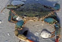 Голубой краб: фото ракообразного с голубыми конечностями Голубой краб (Callinectes sapidus)