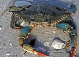 Голубой краб (Callinectes sapidus)