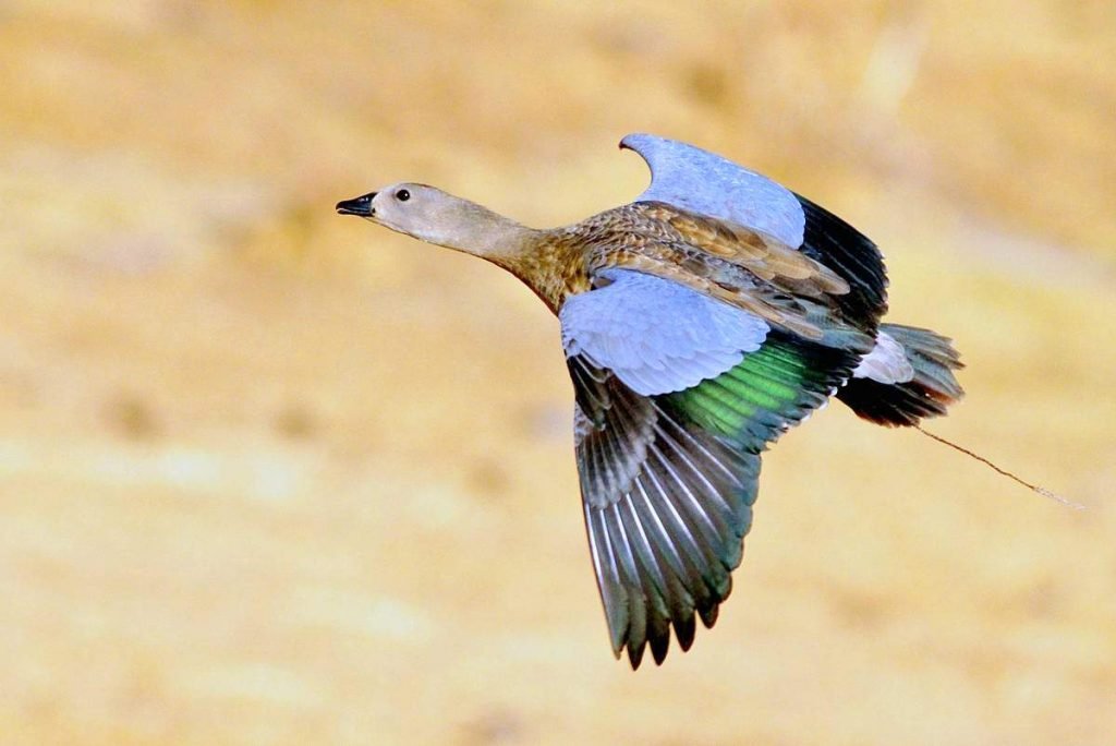 Голубокрылый гусь (Cyanochen cyanoptera)