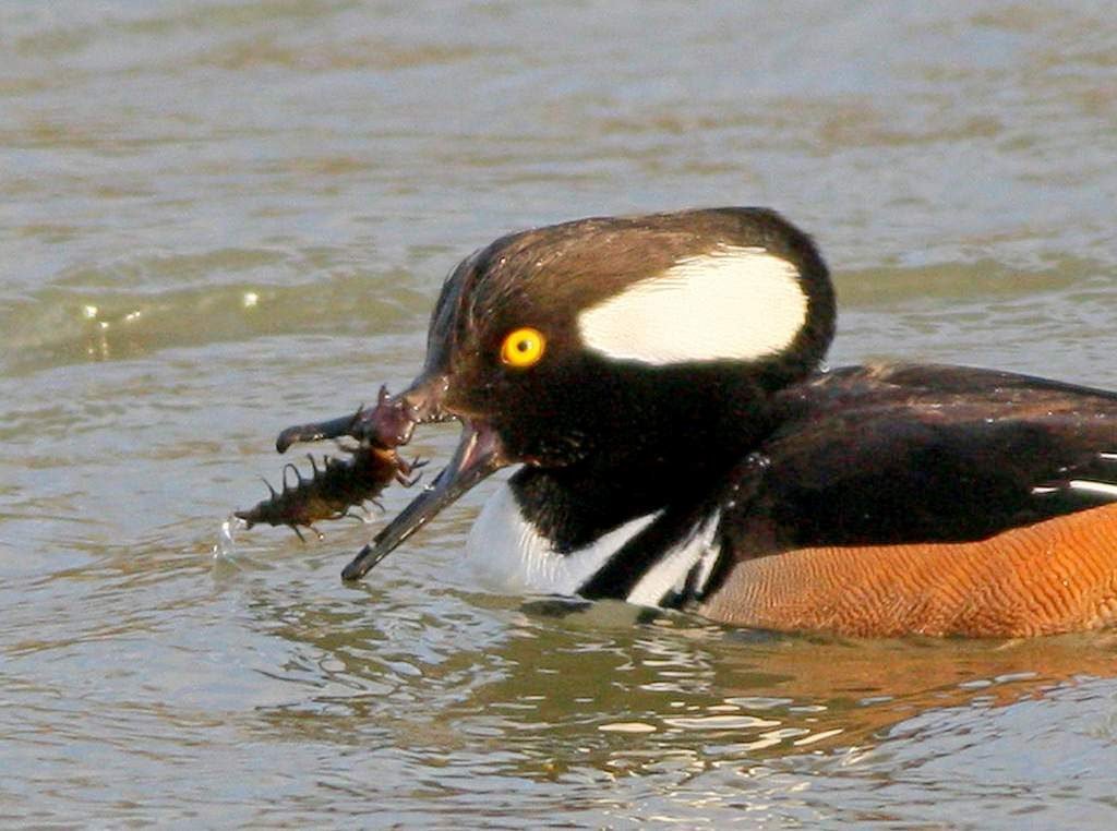 Хохлатый крохаль Lophodytes cucullatus